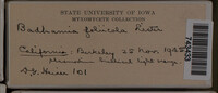 Badhamia foliicola image